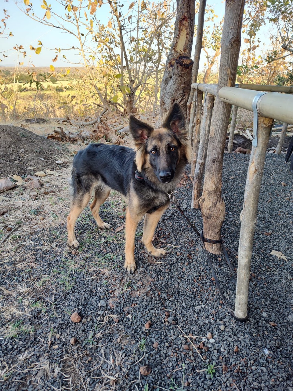 Furventures - Pet Adventures & Events - Photo 38